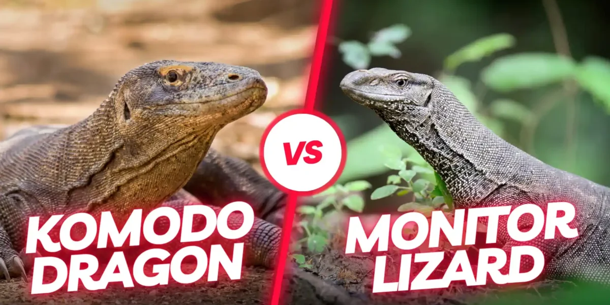 Waran vs. Komodowaran Komodo Luxury