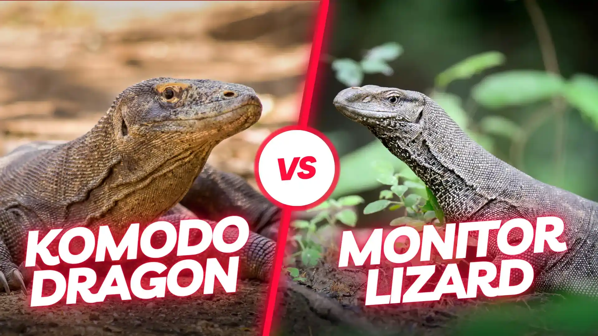 मॉनिटर छिपकली बनाम कोमोडो ड्रैगन | Komodo Luxury