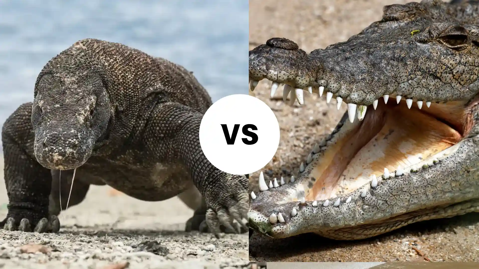 कोमोडो ड्रैगन बनाम खारे पानी का मगरमच्छ | Komodo Luxury