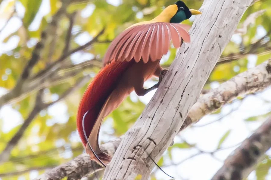Rotes Paradiesvogel (Quelle: ebird.com)