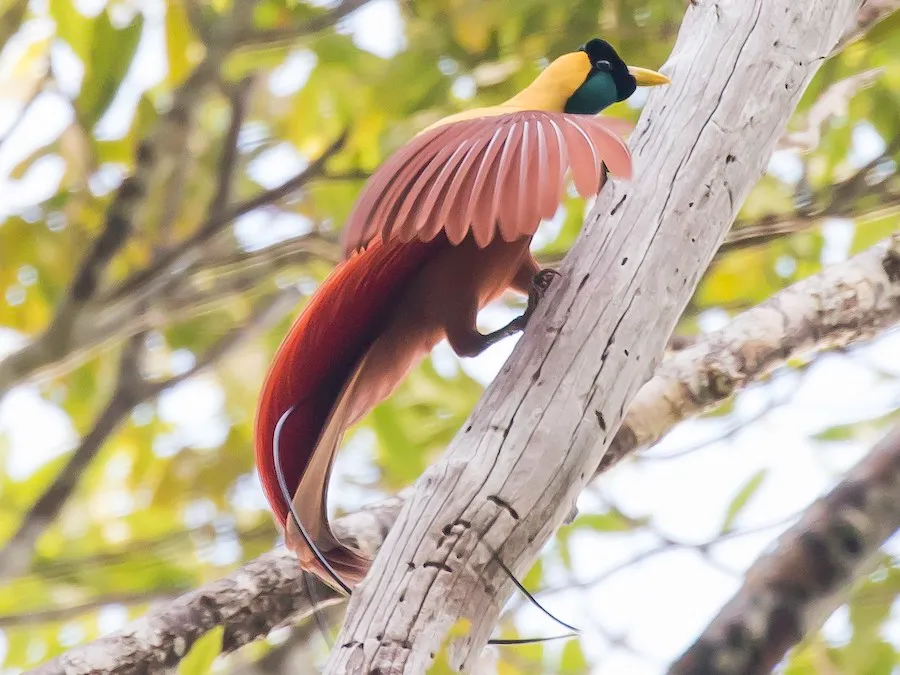 Pájaro del paraíso rojo (fuente: ebird.com)