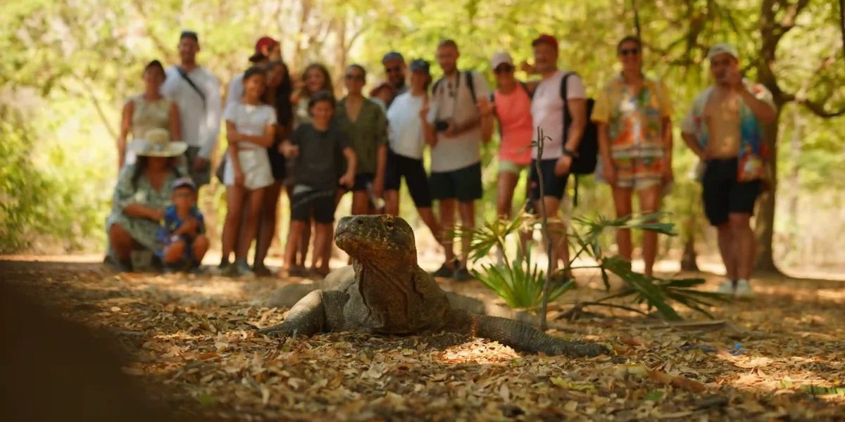 Komodowarane der Insel Komodo | Catnazse Kreuzfahrt  –Tauchkreuzfahrt Phinisi | Komodo Luxury