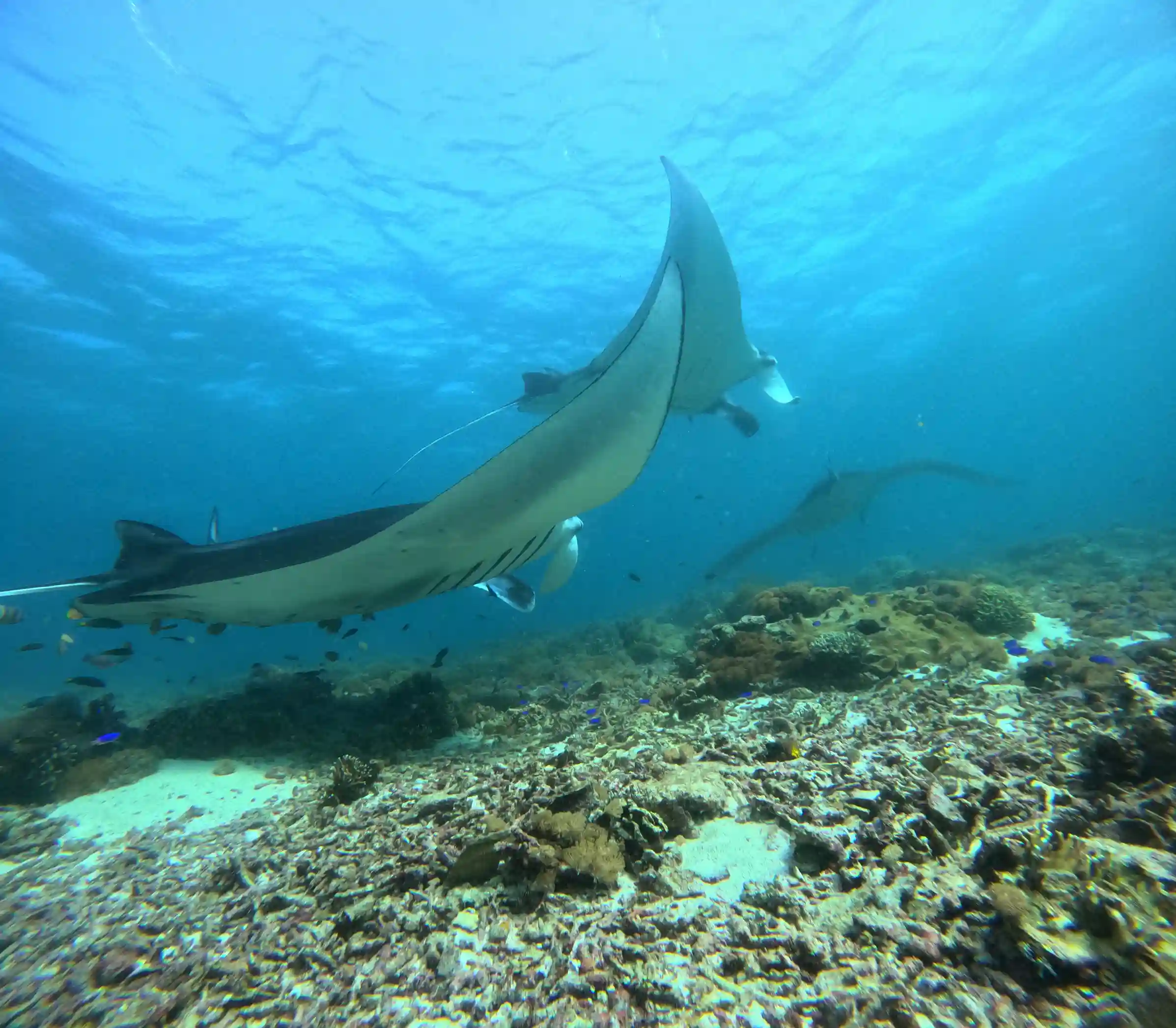 Manta Ray on Manta Point | Catnazse Cruise Liveaboard Phinisi | Komodo Luxury