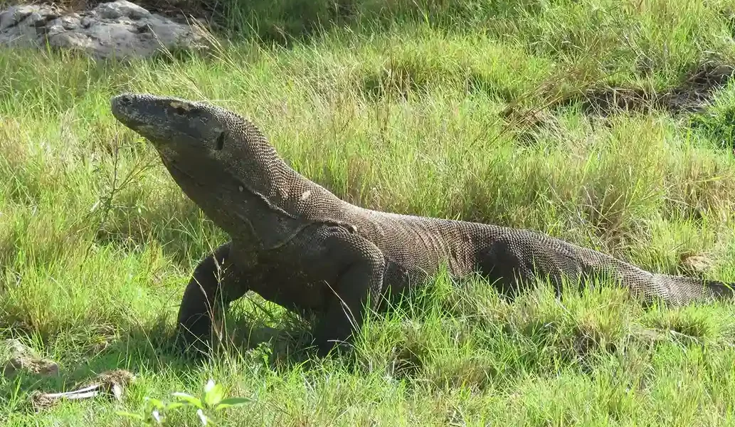 Komodowaran Komodo Luxury