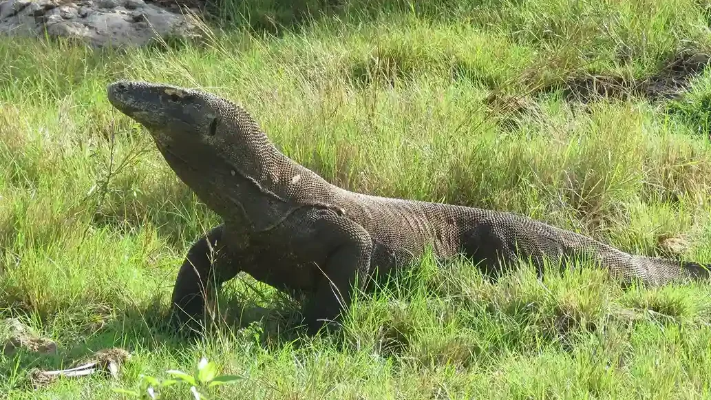 Komodowaran Komodo Luxury