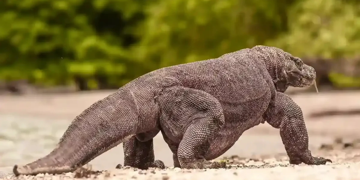 Komodowaran Komodo Luxury