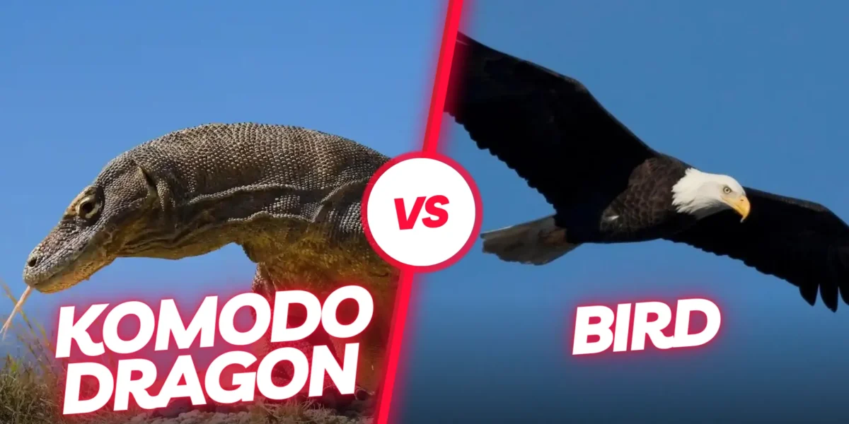 Komodowaran Vogel | Komodo Luxury