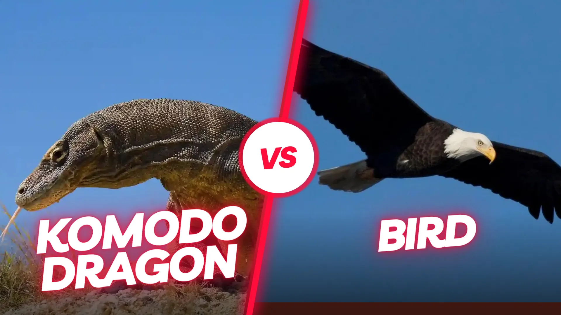 कोमोडो ड्रैगन बनाम पक्षी | Komodo Luxury