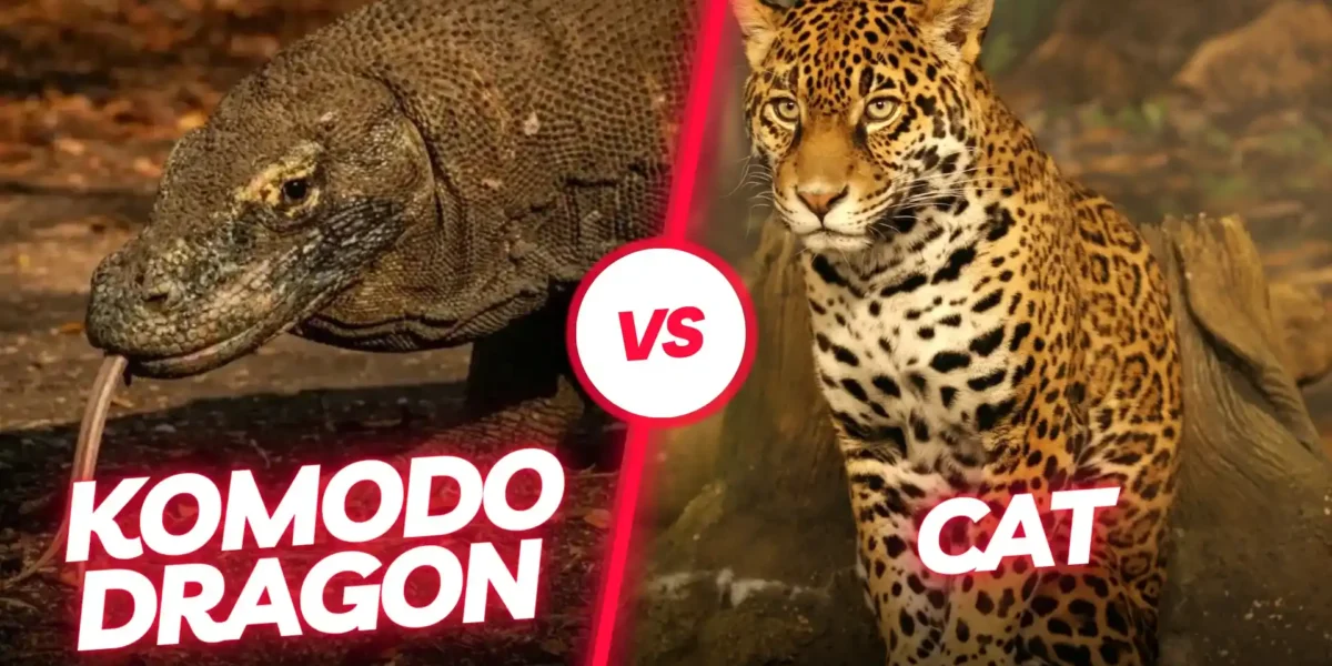 Komodowaran Katze | Komodo Luxury