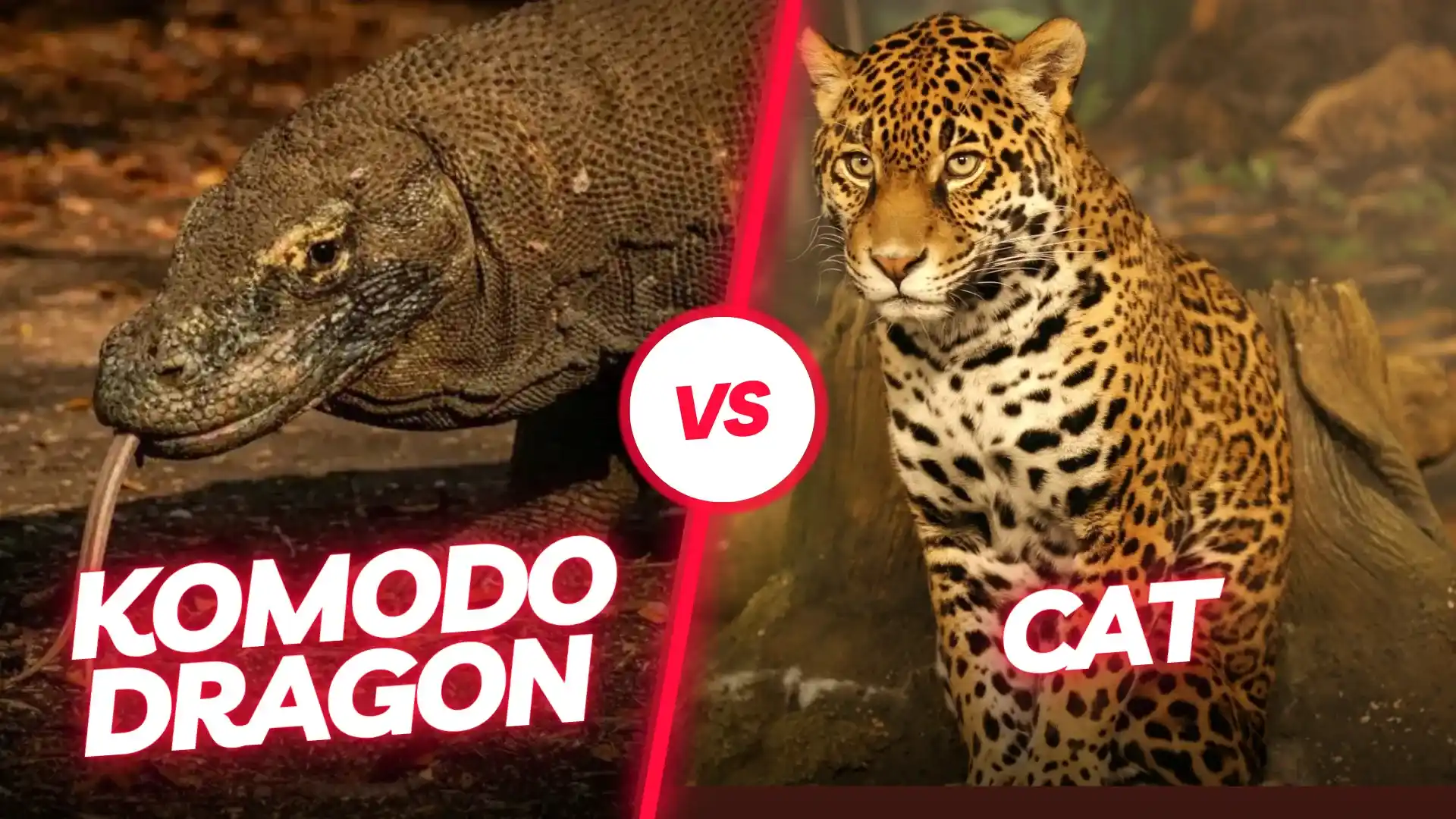 Komodowaran Katze | Komodo Luxury