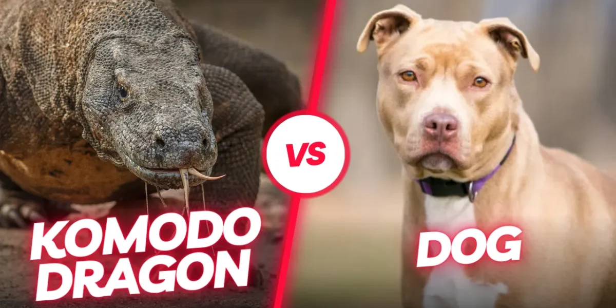 Komodowaran Pitbull | Komodo Luxury