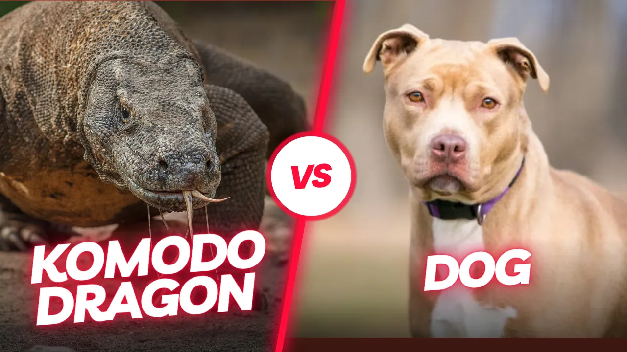 Komodovaran mod pitbull | Komodo Luxury