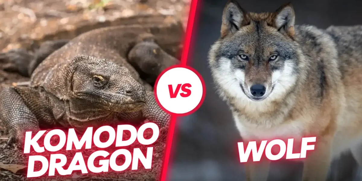 Komodowaran Wolf | Komodo Luxury