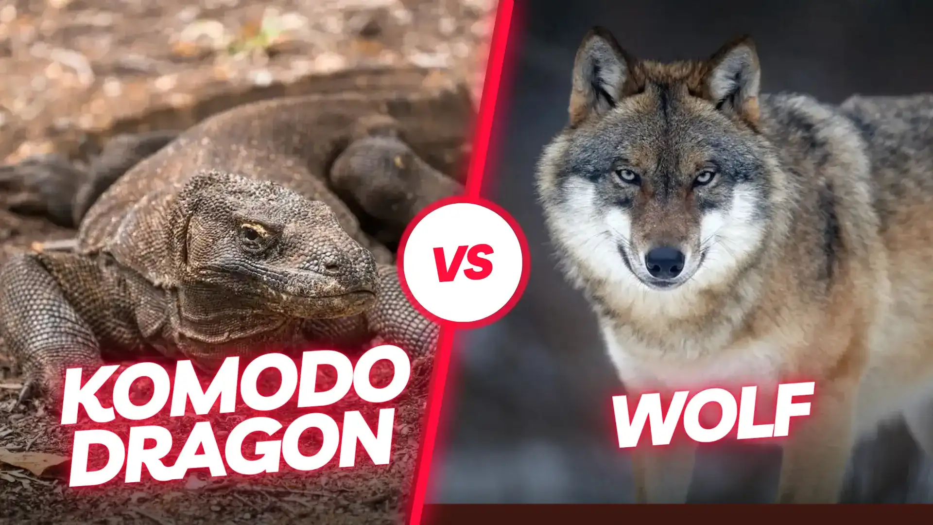 코모도 드래곤 늑대 | Komodo Luxury