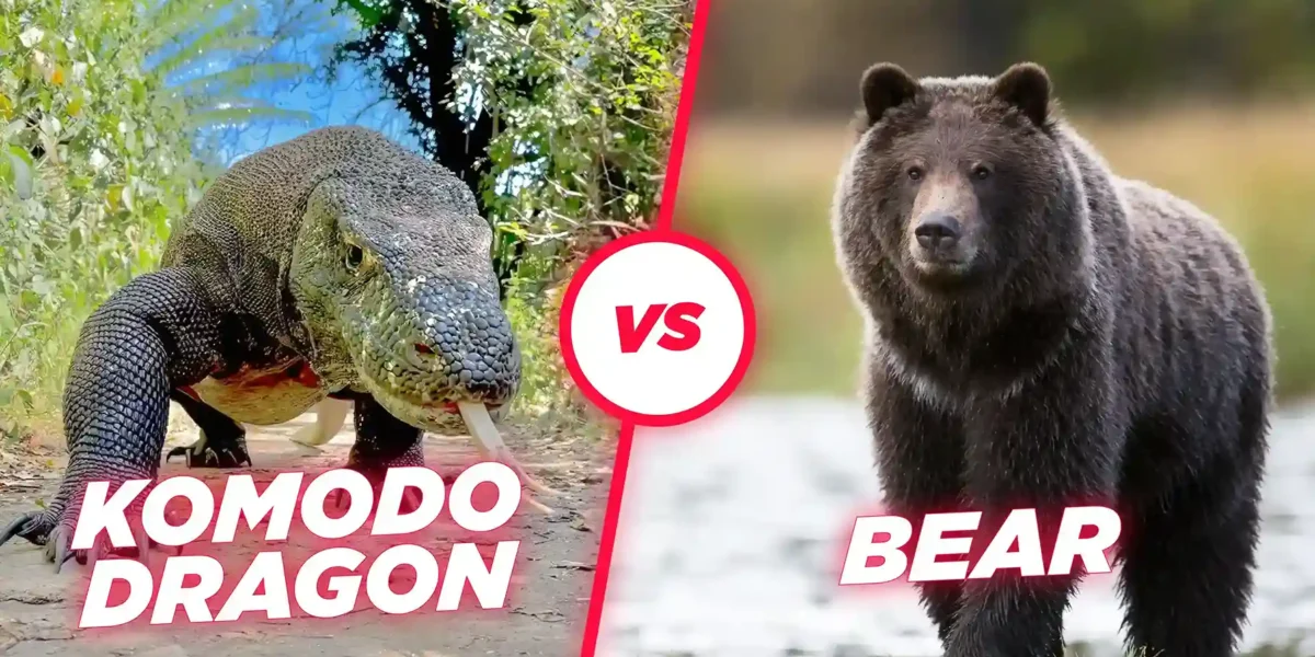 Komodo gegen Bär | Komodo Luxury