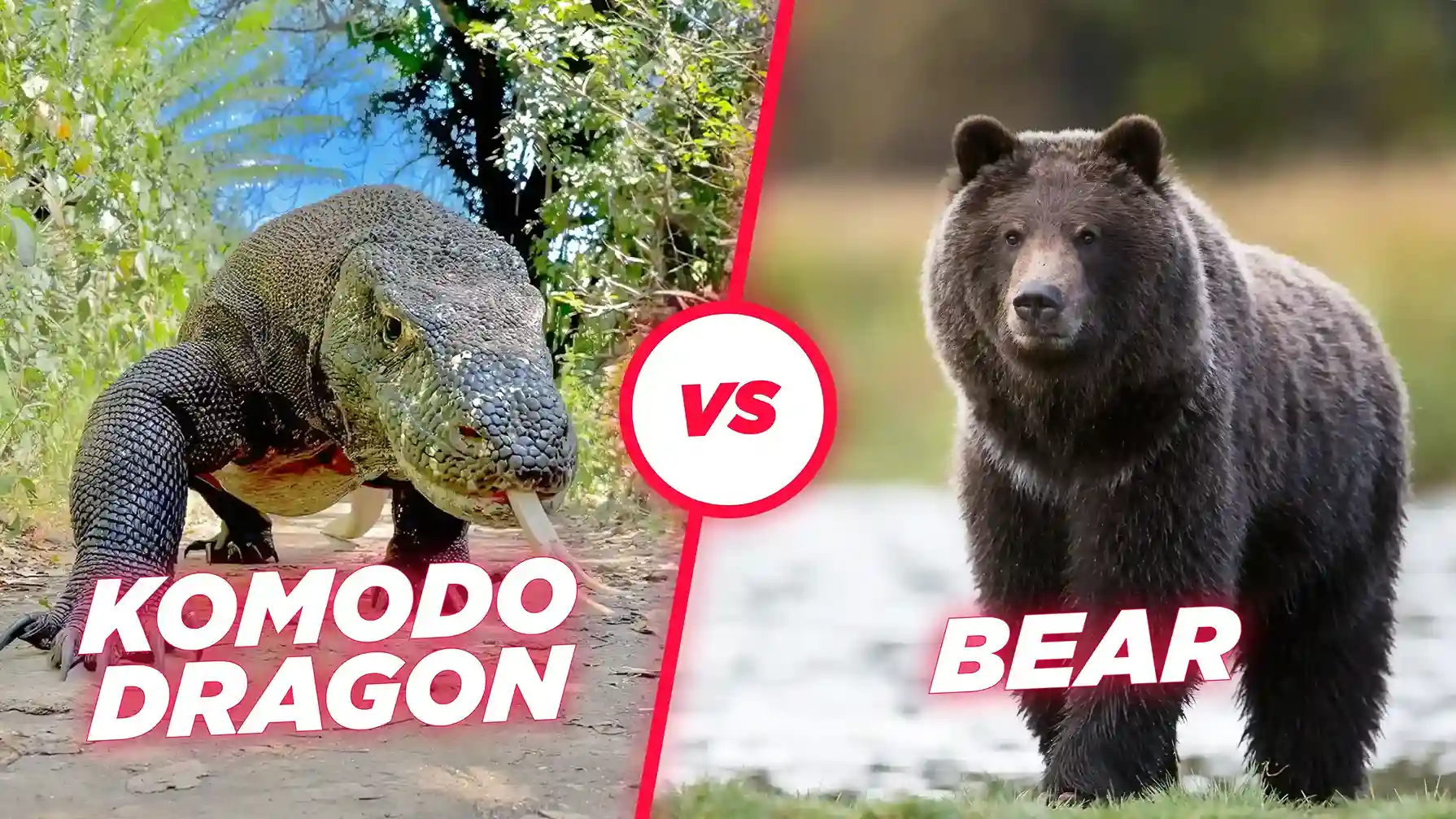 Komodo gegen Bär | Komodo Luxury