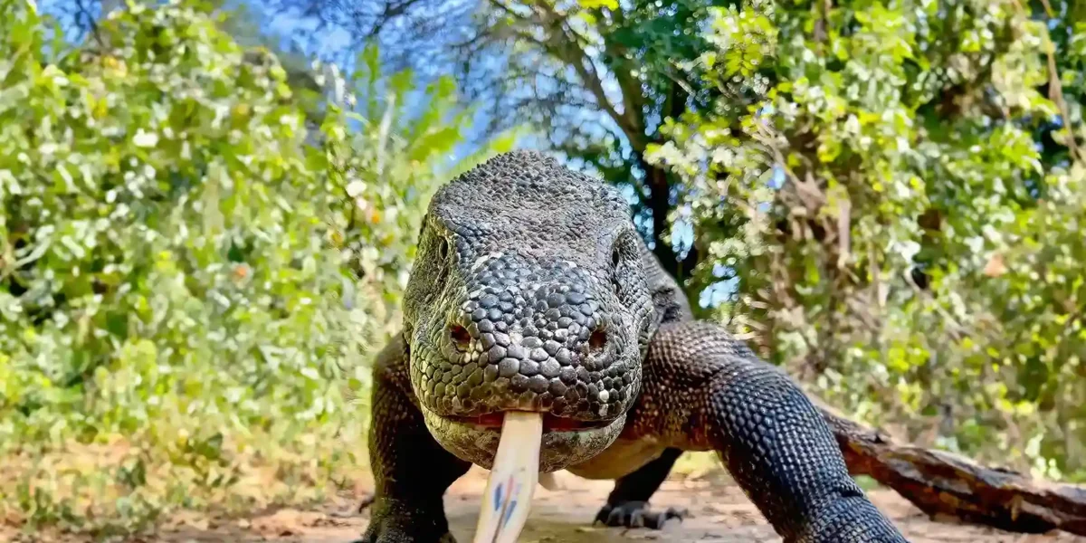 Komodowaran Komodo Luxury