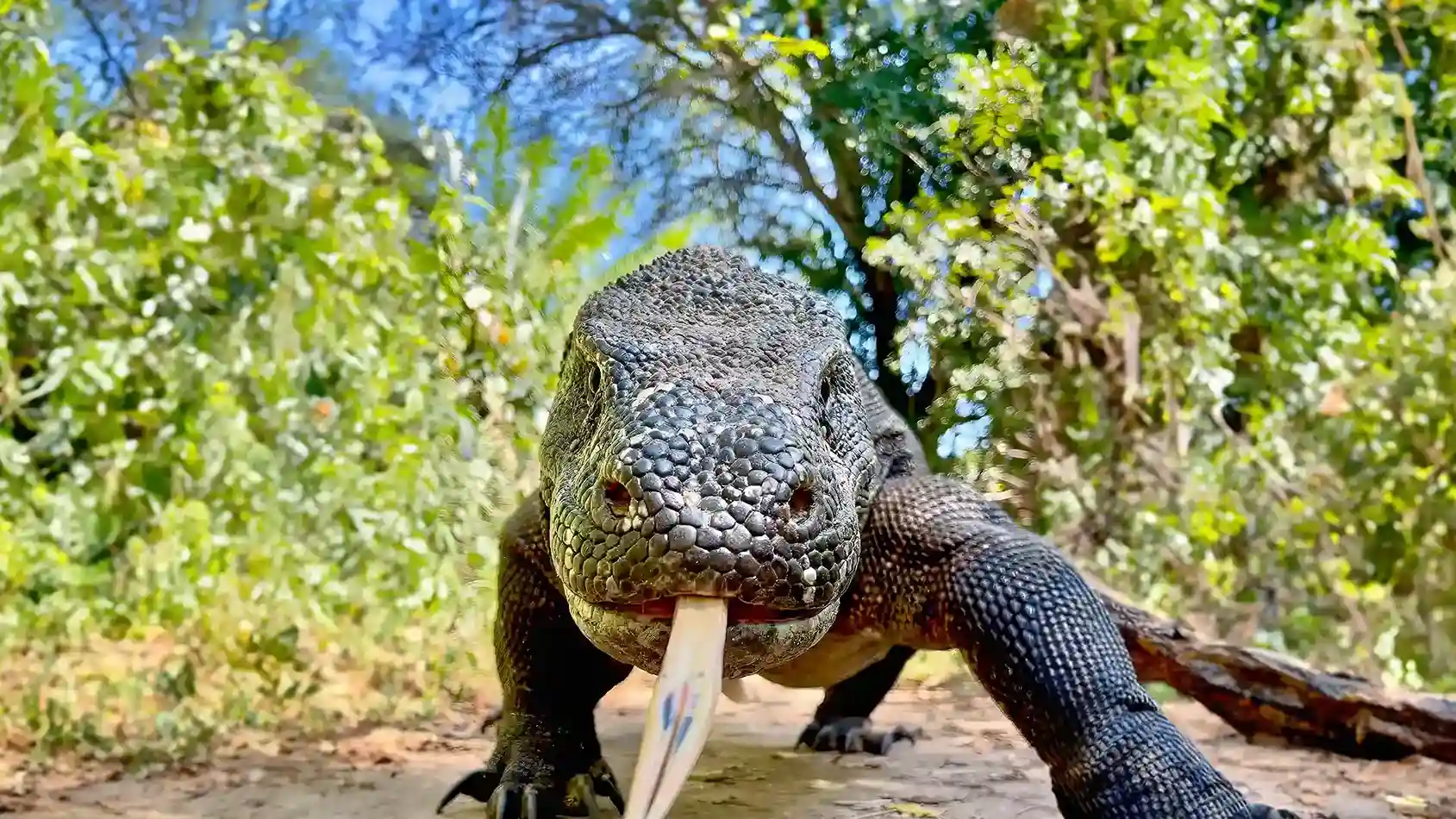 कोमोडो ड्रैगन | Komodo Luxury