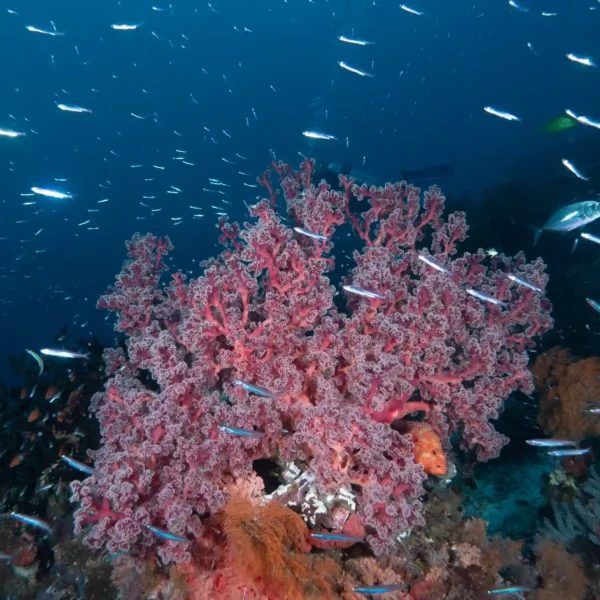 Isla de las Aves
