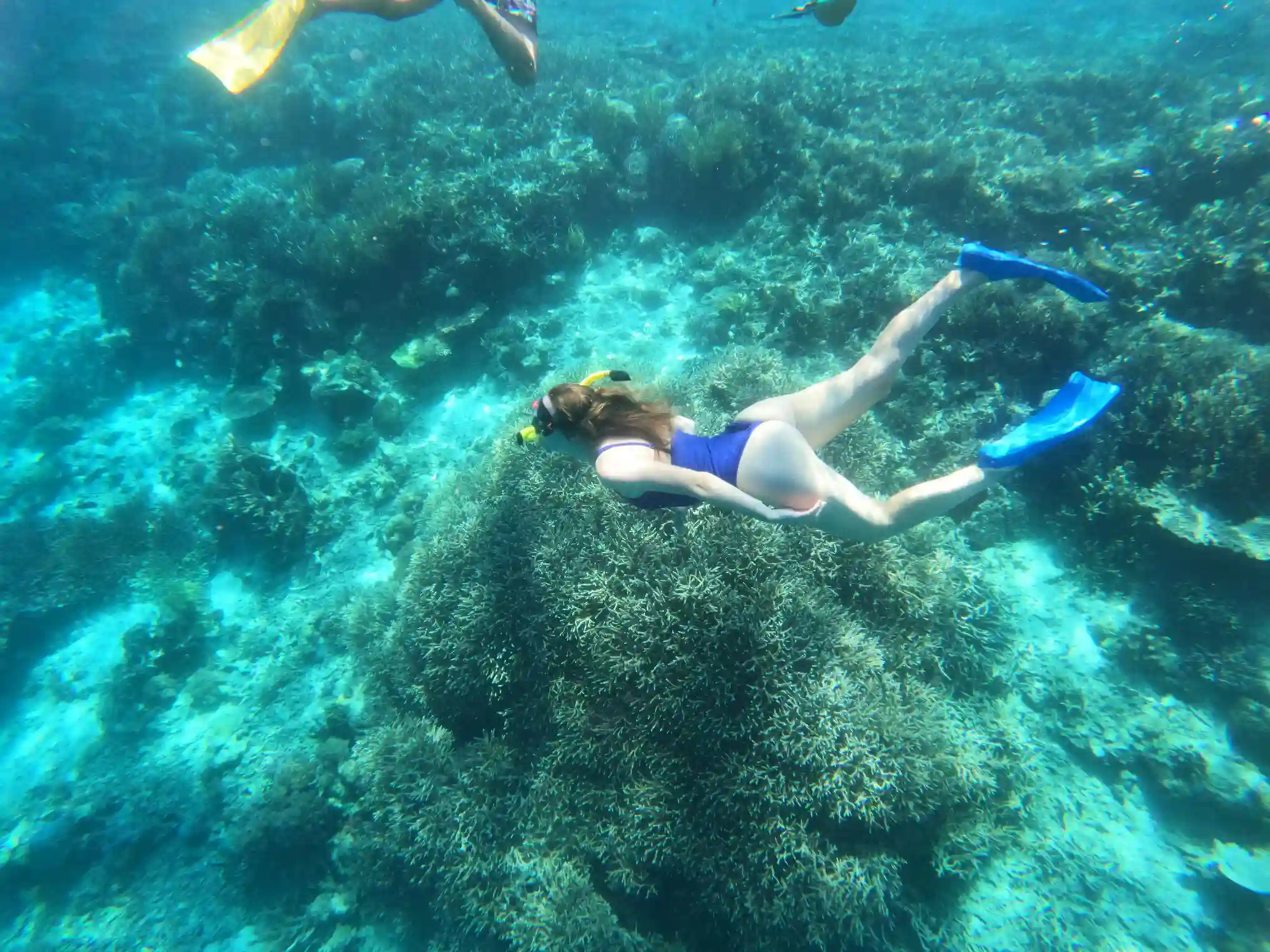 Komodo Snorkeling