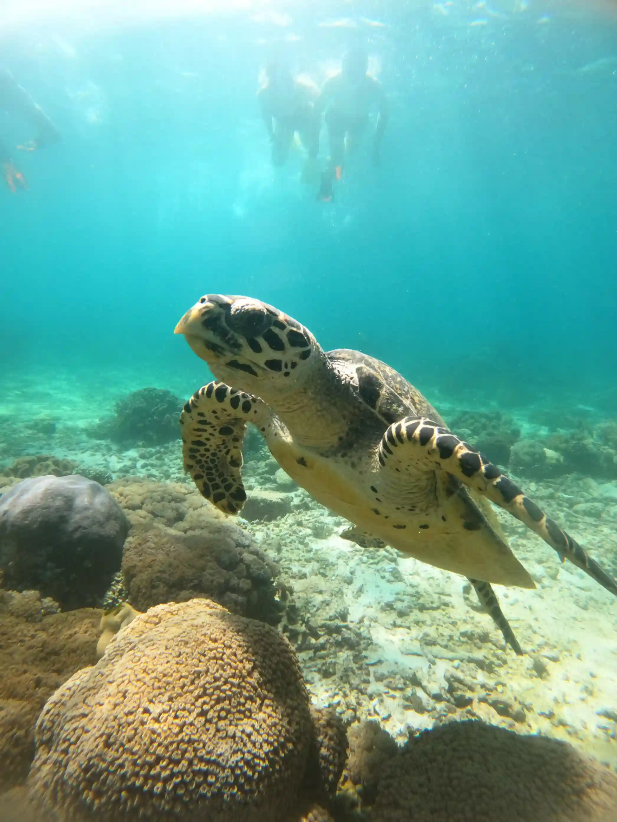 snorkel la isla de Hatta snorkel Komodo Luxury
