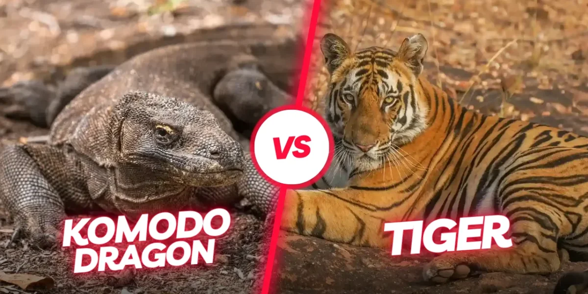 Komodo vs. Tiger | Komodo Luxury