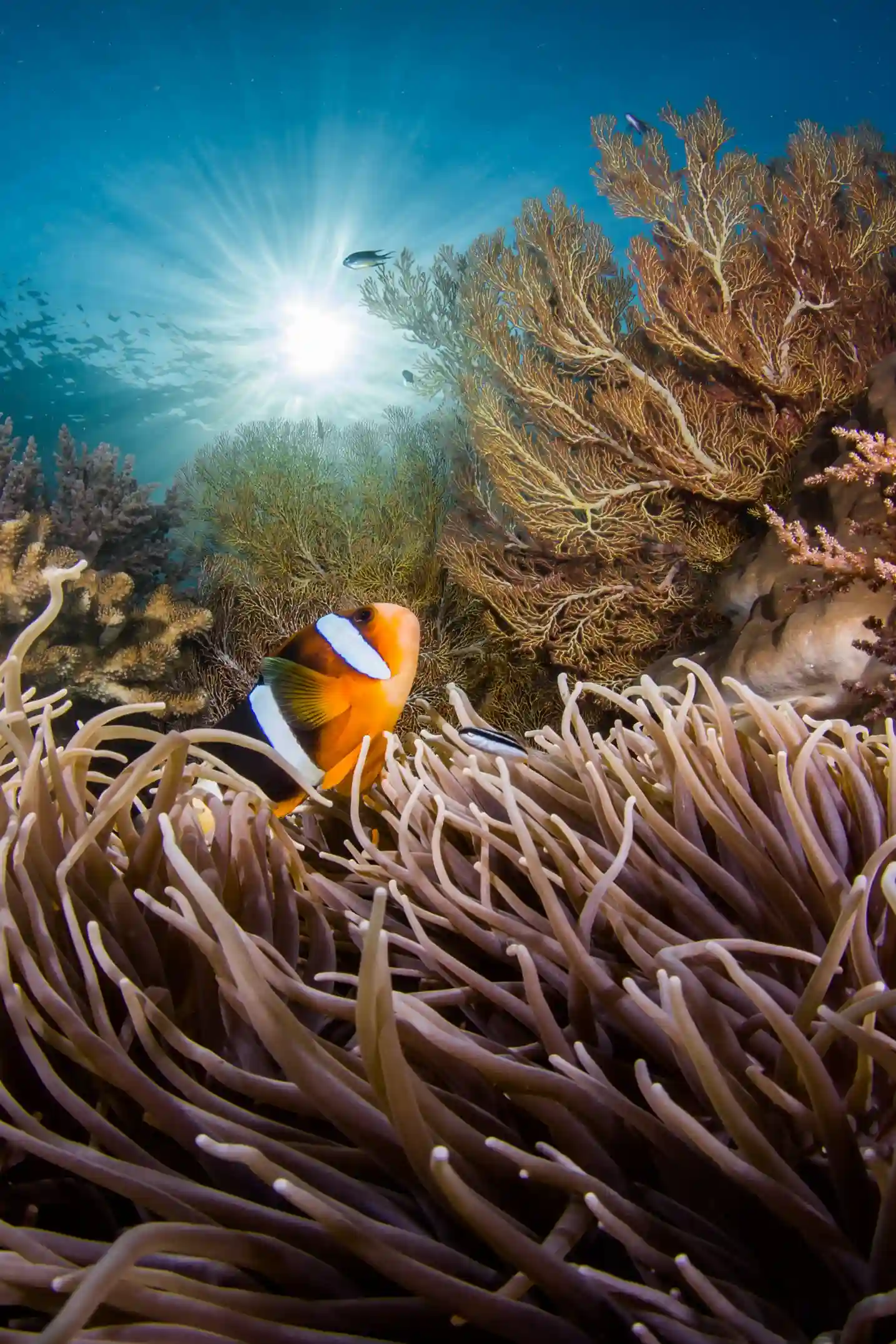 Snorkeling Activity | Raja Ampat Tour | Komodo Luxury