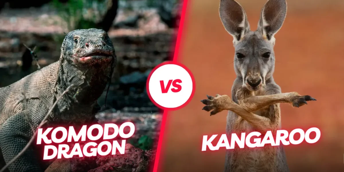 Komodowaran Känguru | Komodo Luxury