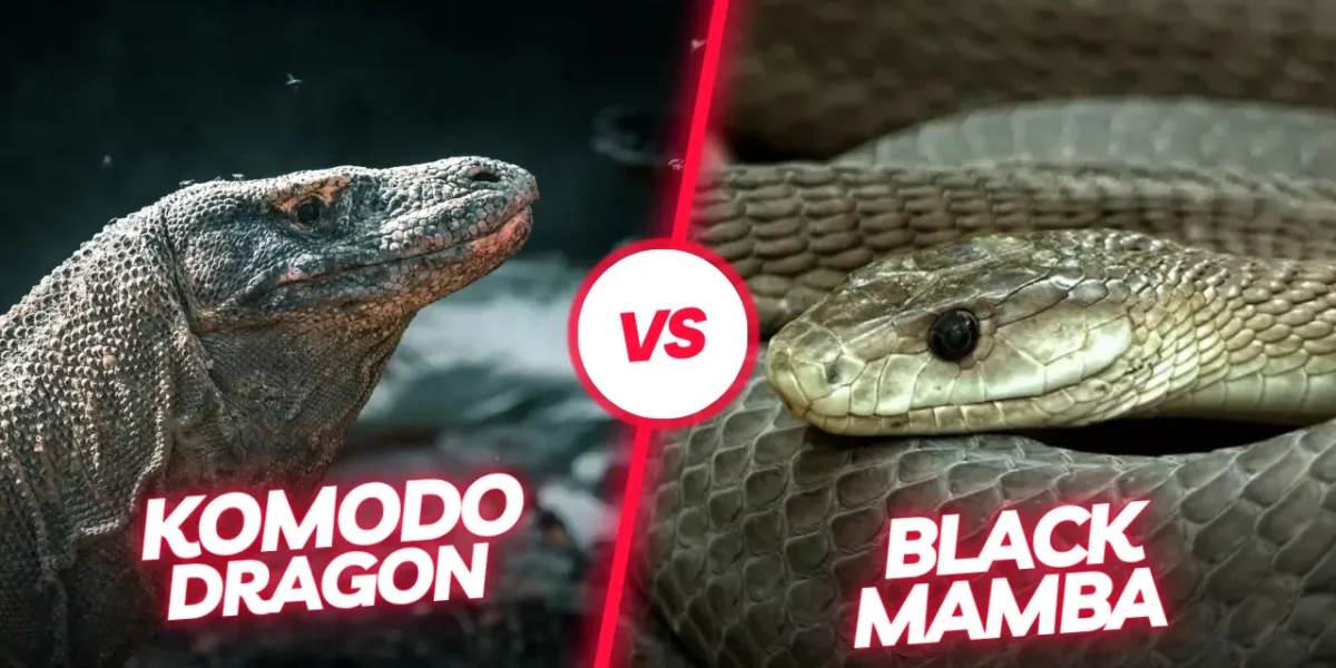 Komodowaran Schwarze Mamba | Komodo Luxury