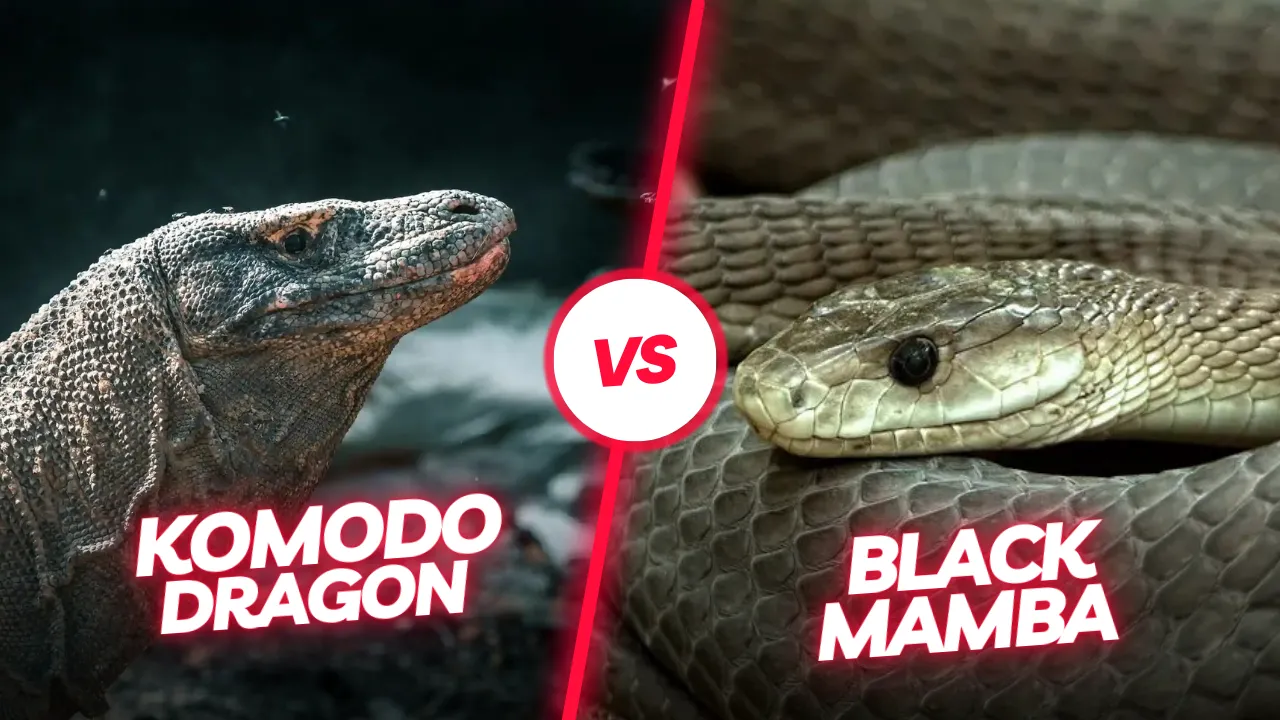 コモドドラゴン ブラックマンバ |Komodo Luxury