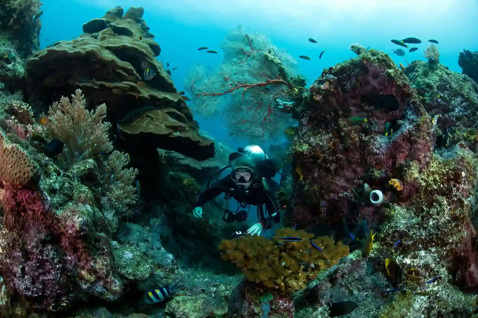 mergulho | Tour Raja Ampat  Komodo Luxury