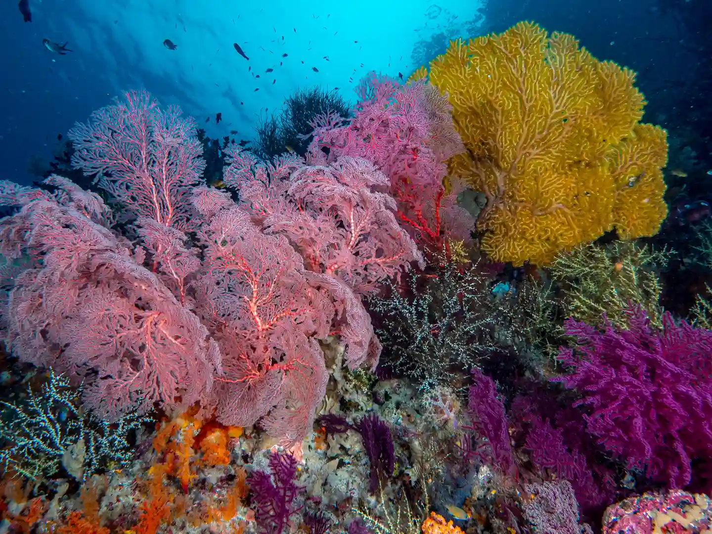 Snorkeling Activity | Raja Ampat Tour | Komodo Luxury