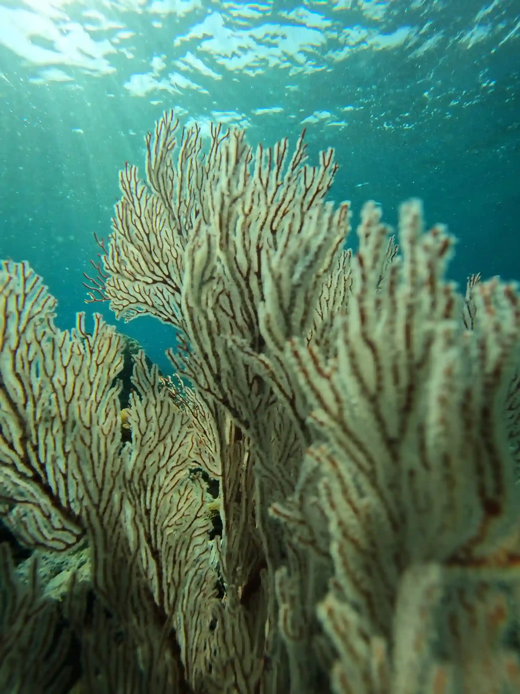 Snorkeling Activity | Raja Ampat Tour | Komodo Luxury