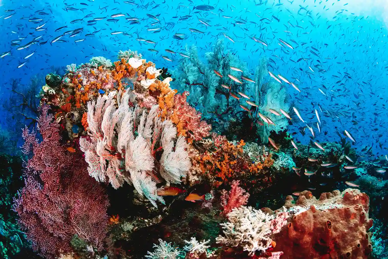 snorkel Ampat | Komodo Luxury
