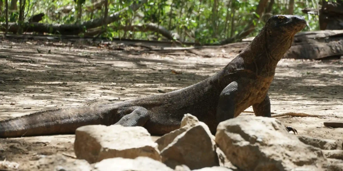 Komodowaran  Komodo Nationalpark  Komodo Reisepakete Komodo Luxury