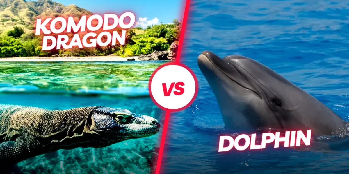 Komodowaran Delfin | Komodo Luxury