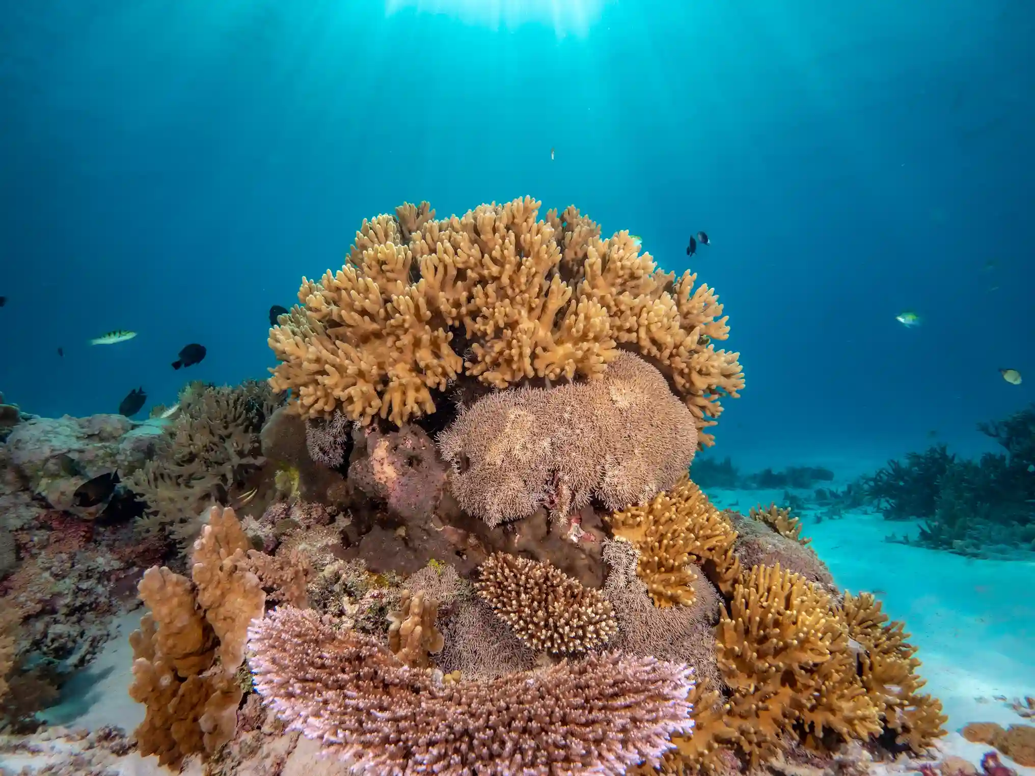 buceo  en la isla de Biak buceo  Bahía de Cendrawasih | Komodo Luxury
