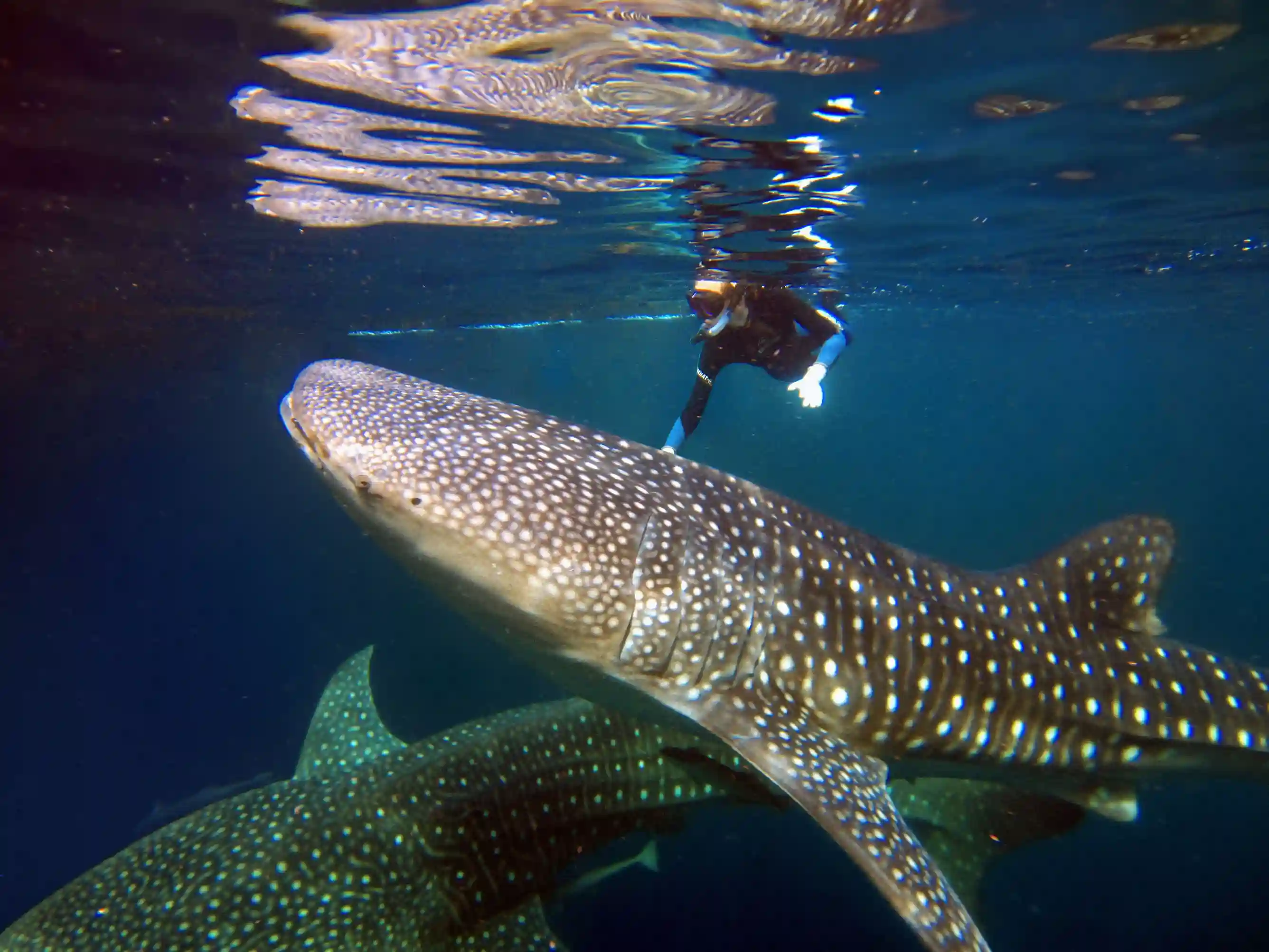 Cendrawasih Bay Luxury Cruise | Komodo Luxury