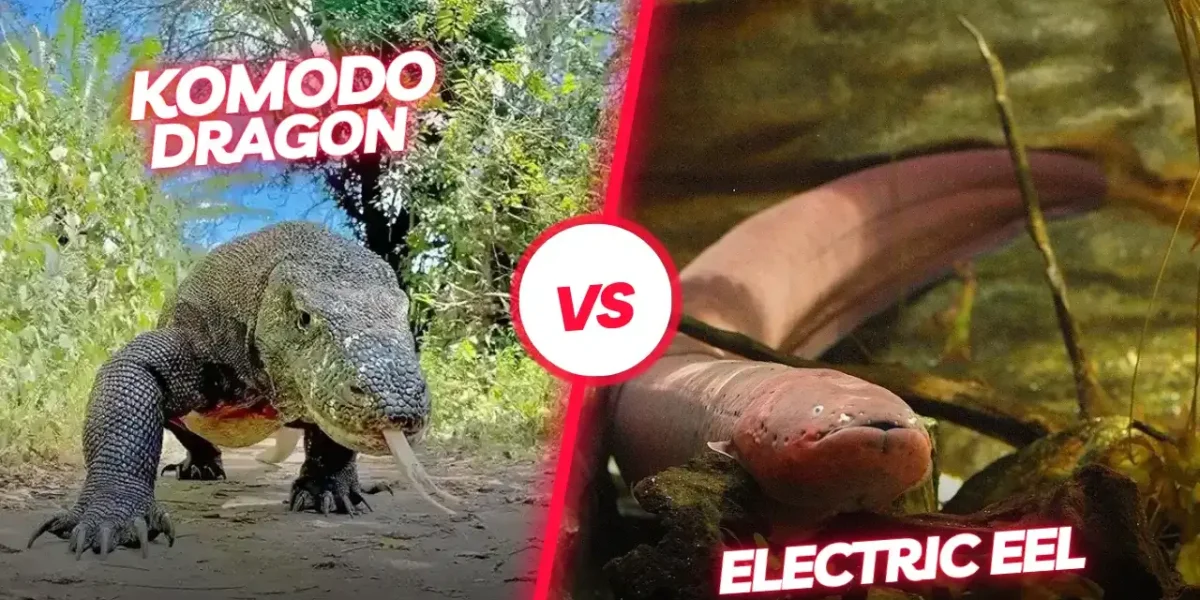 Komodowaran Zitteraal | Komodo Luxury