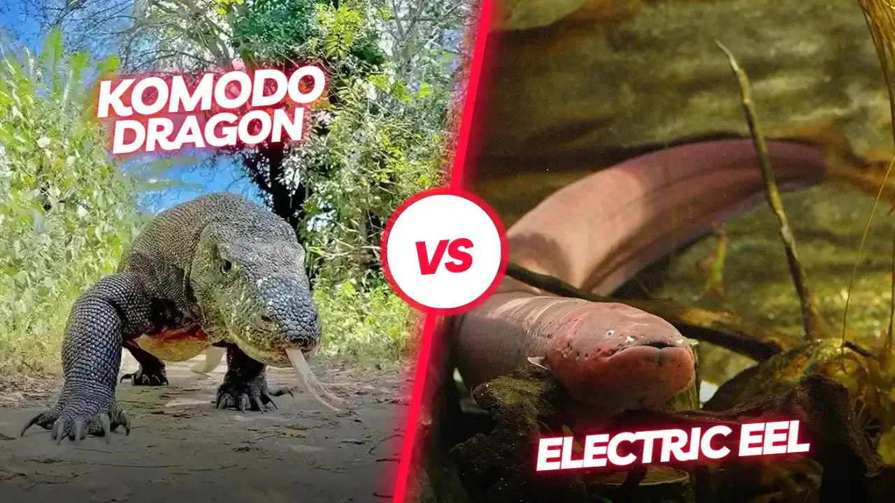 Dragon de Komodo anguille électrique | Komodo Luxury