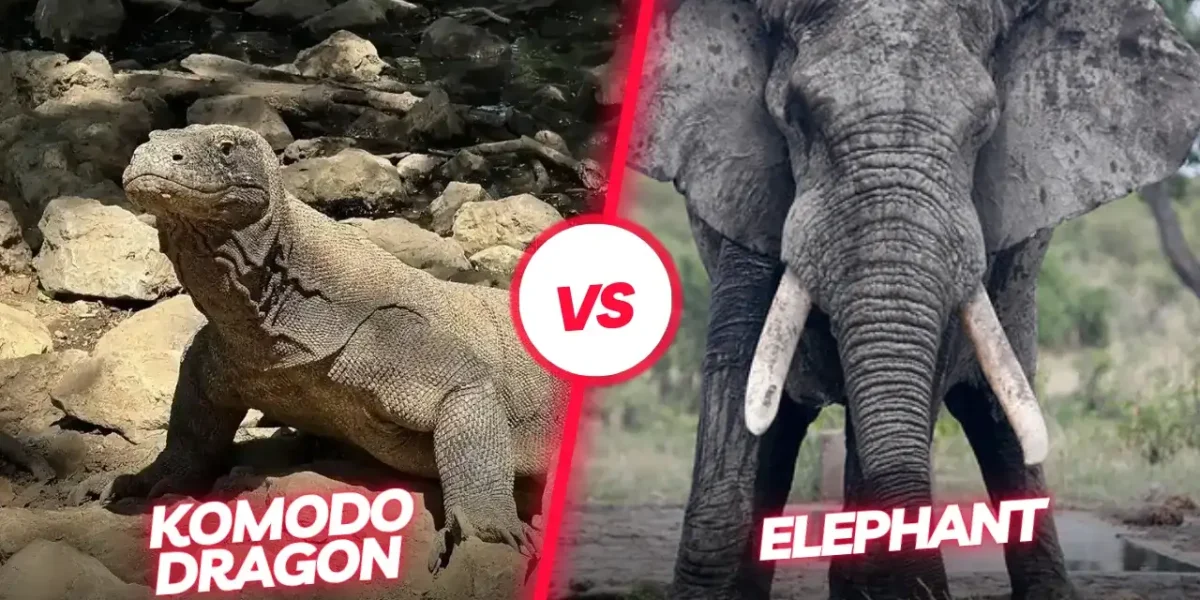 Komodowaran Elefant | Komodo Luxury