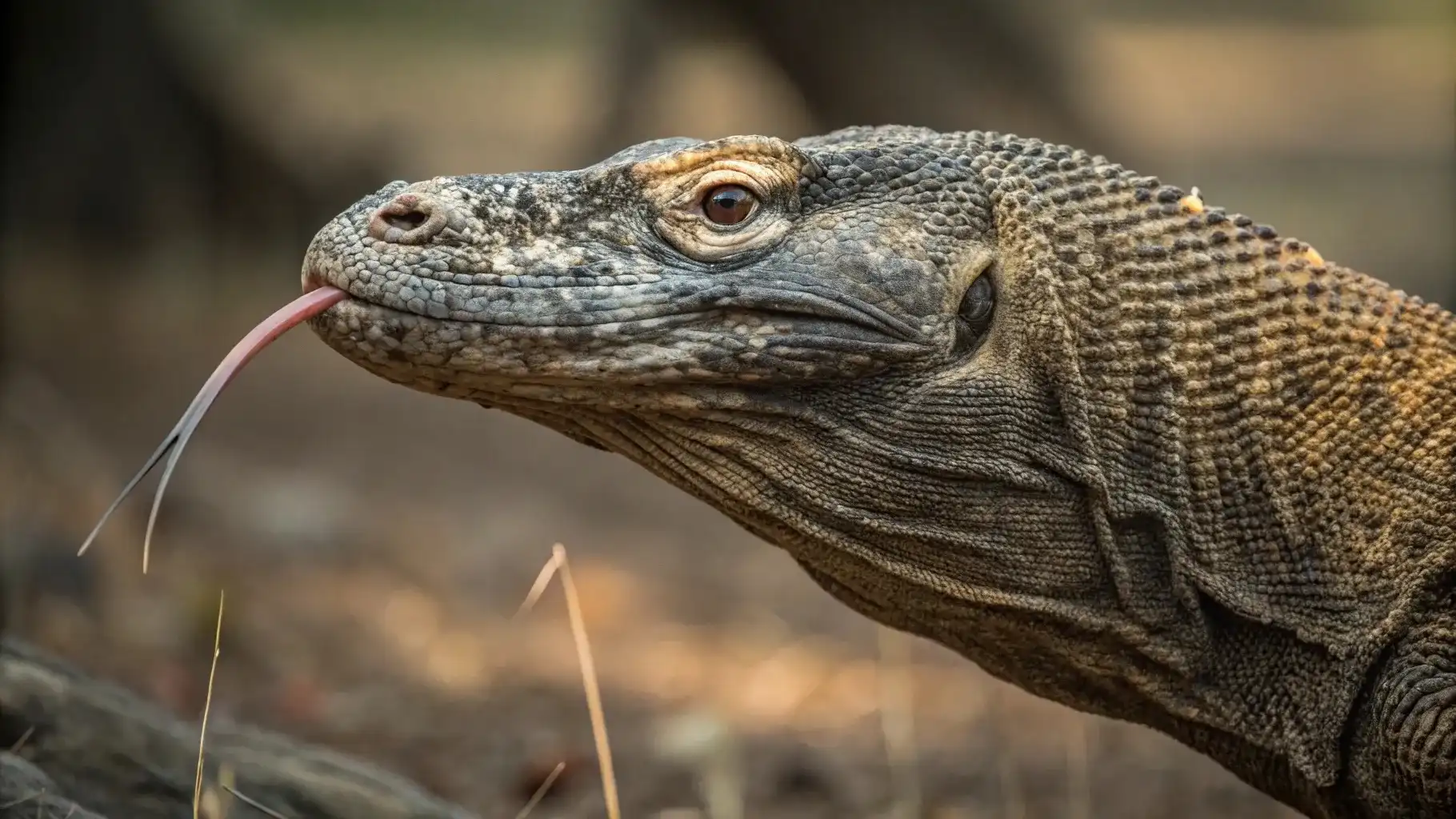 dragón de Komodo  Isla de Komodo  Isla de Komodo | Komodo Luxury