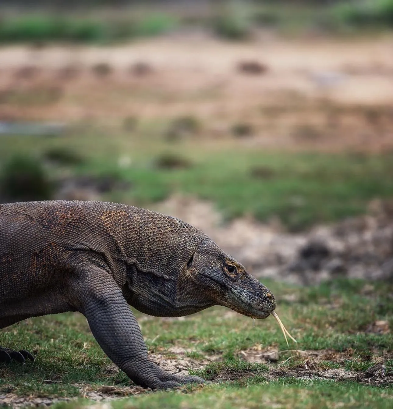 Komodo National Park Luxury Cruise | Komodo Luxury