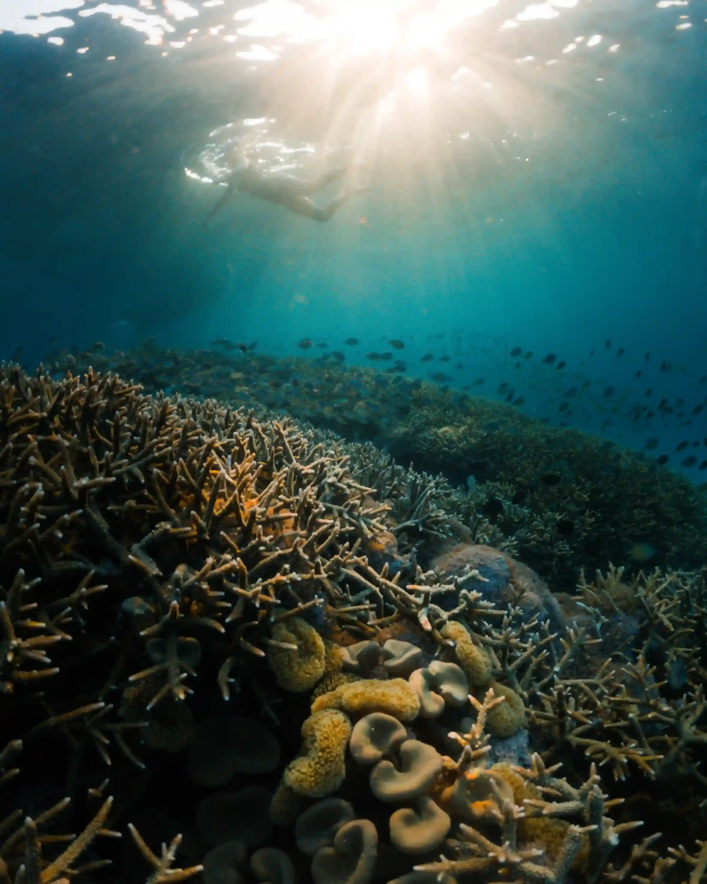 snorkel Ampat | Komodo Luxury