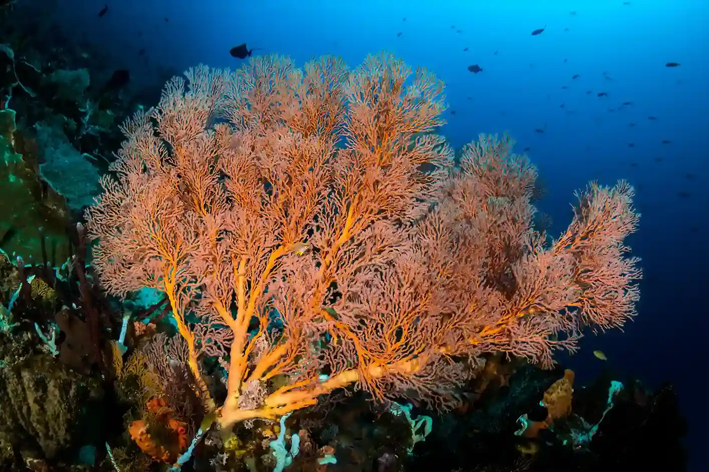 Meseta de los Tiburones | snorkel Komodo Luxury