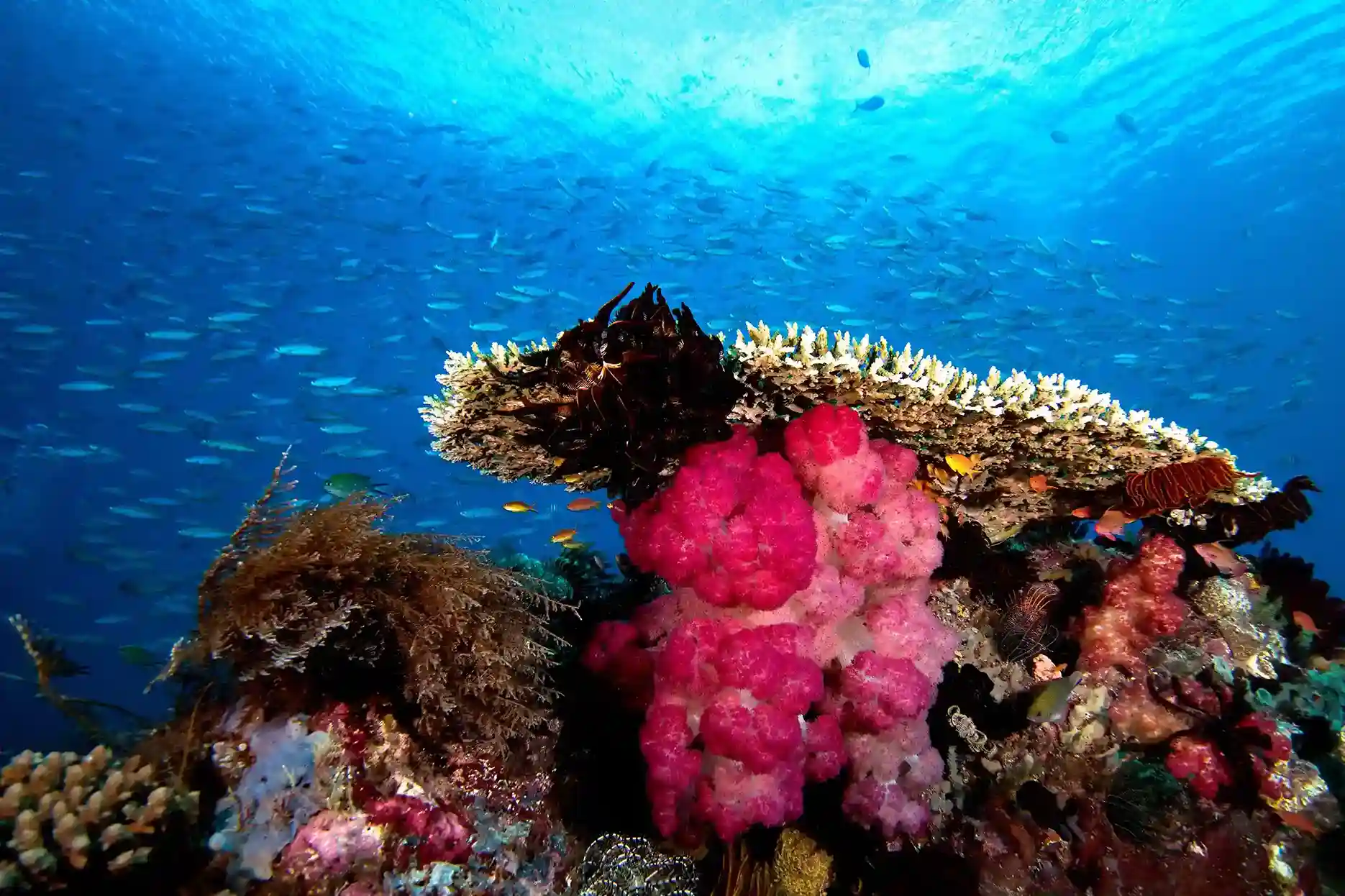 menyelam Raja Ampat | Komodo Luxury