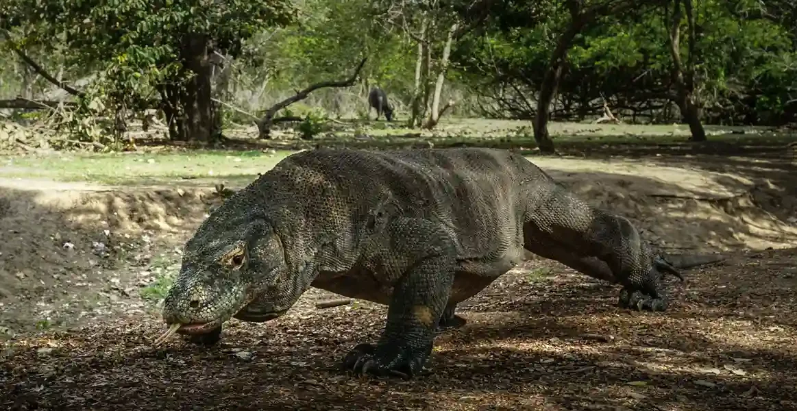 Die beste Tageszeit, um Komodowarane  zu beobachten Komodowarane Komodo Luxury