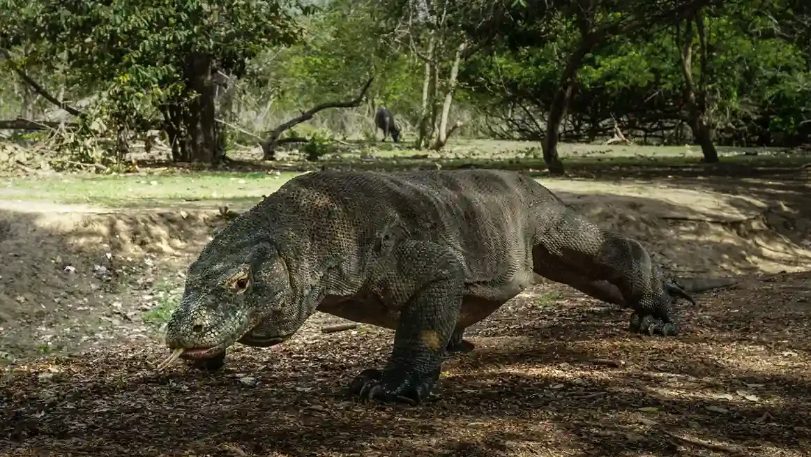 Die beste Tageszeit, um Komodowarane  zu beobachten Komodowarane Komodo Luxury