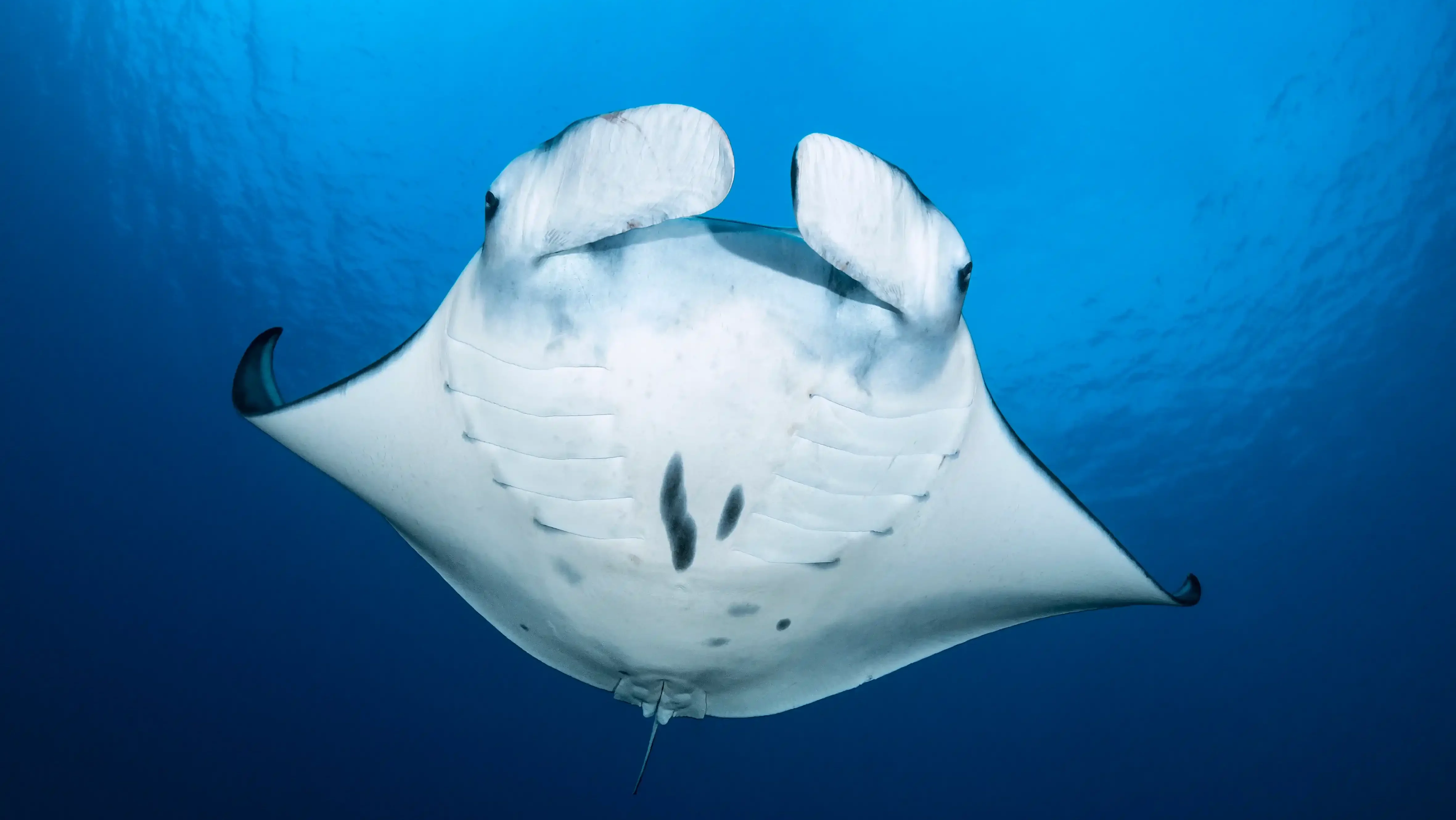 Manta Sandy