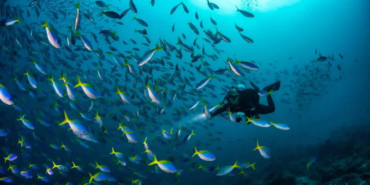 Tauchen Füsilieren in Misool Ampat | Welche Meereslebewesen kann man in Misool  beobachten Misool Komodo Luxury